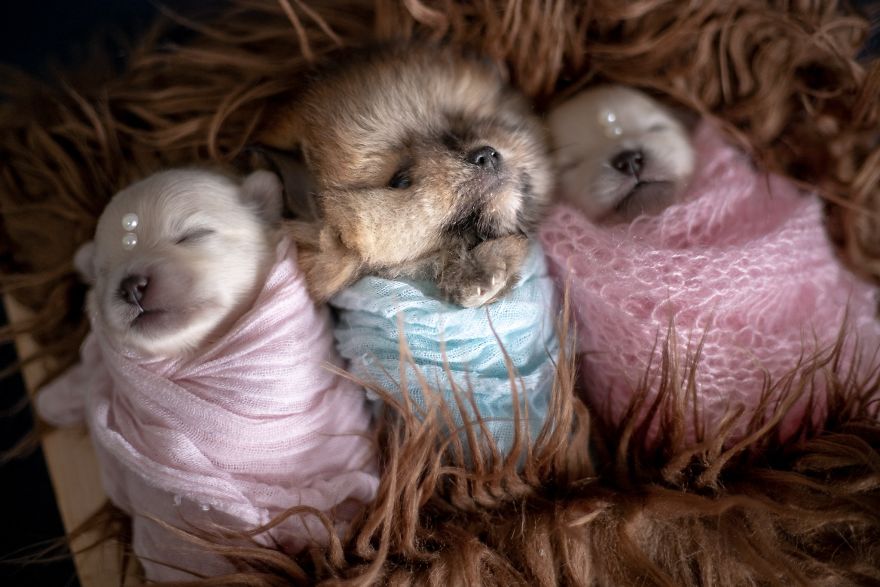 Brazilian Photographer Did The Cutest Photoshoot With Newborn Pups And It Might Melt Your Heart Brazilian Photographer Did The Cutest Photoshoot With Newborn Pups And It Might Melt Your Heart