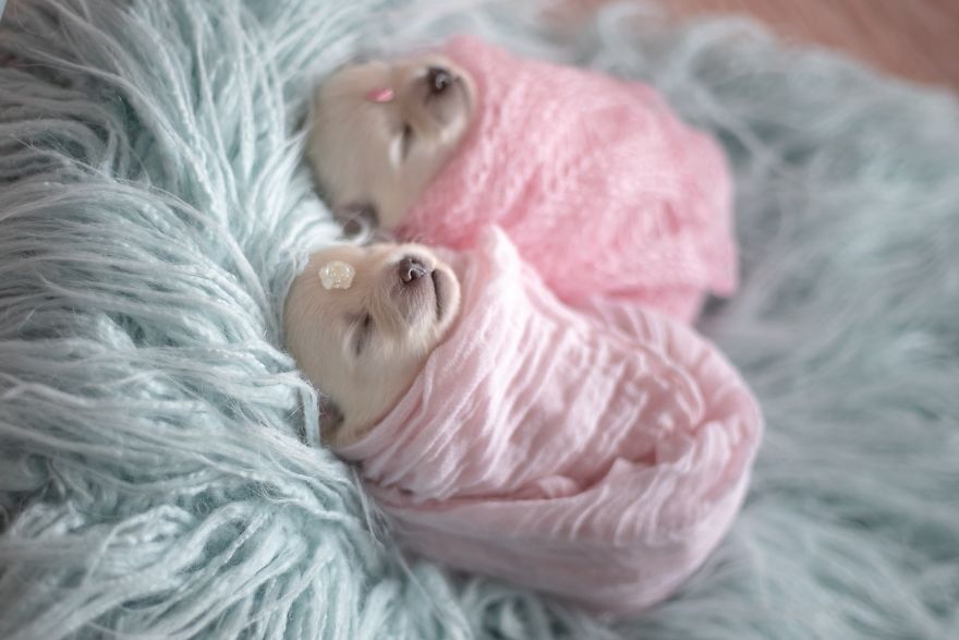 Brazilian Photographer Did The Cutest Photoshoot With Newborn Pups And It Might Melt Your Heart