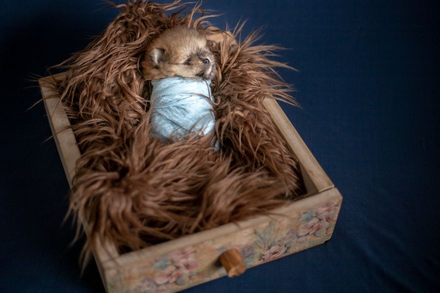 Brazilian Photographer Did The Cutest Photoshoot With Newborn Pups And It Might Melt Your Heart Brazilian Photographer Did The Cutest Photoshoot With Newborn Pups And It Might Melt Your Heart