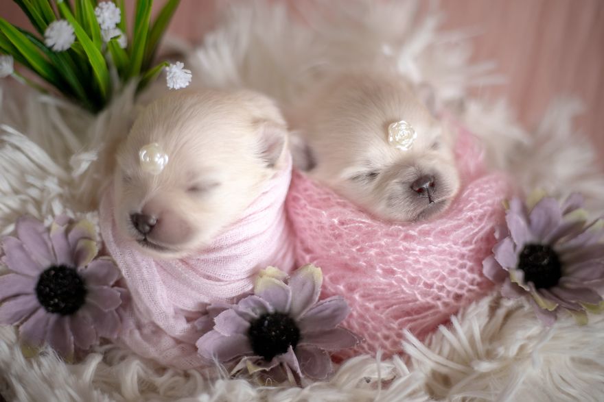 Brazilian Photographer Did The Cutest Photoshoot With Newborn Pups And It Might Melt Your Heart