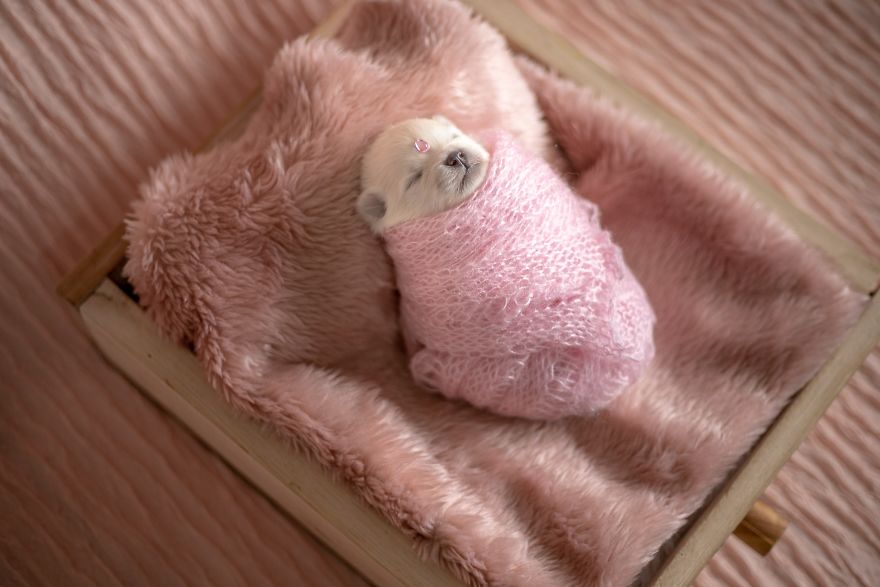 Brazilian Photographer Did The Cutest Photoshoot With Newborn Pups And It Might Melt Your Heart Brazilian Photographer Did The Cutest Photoshoot With Newborn Pups And It Might Melt Your Heart