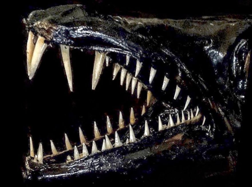 I Taxidermy Deep Sea Fish For Museums I Taxidermy Deep Sea Fish For Museums