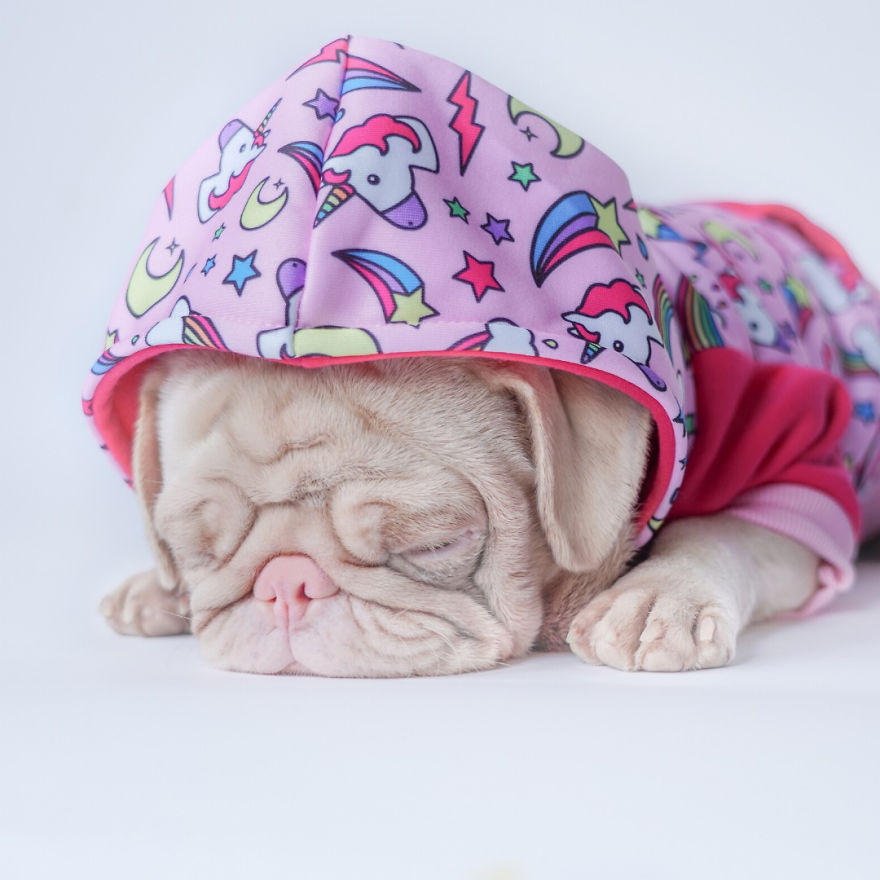 Meet Milkshake, The Albino Pug That Is Going Viral