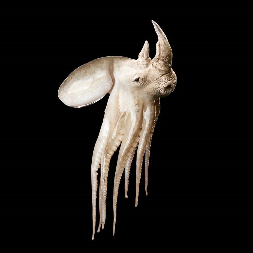 Rhinoctopus