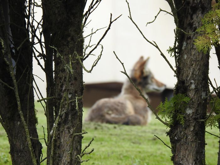 So, I Was Taking A Picture Of These Trees? And All Of A Sudden There Was This Coyote! Photo Bomb!
