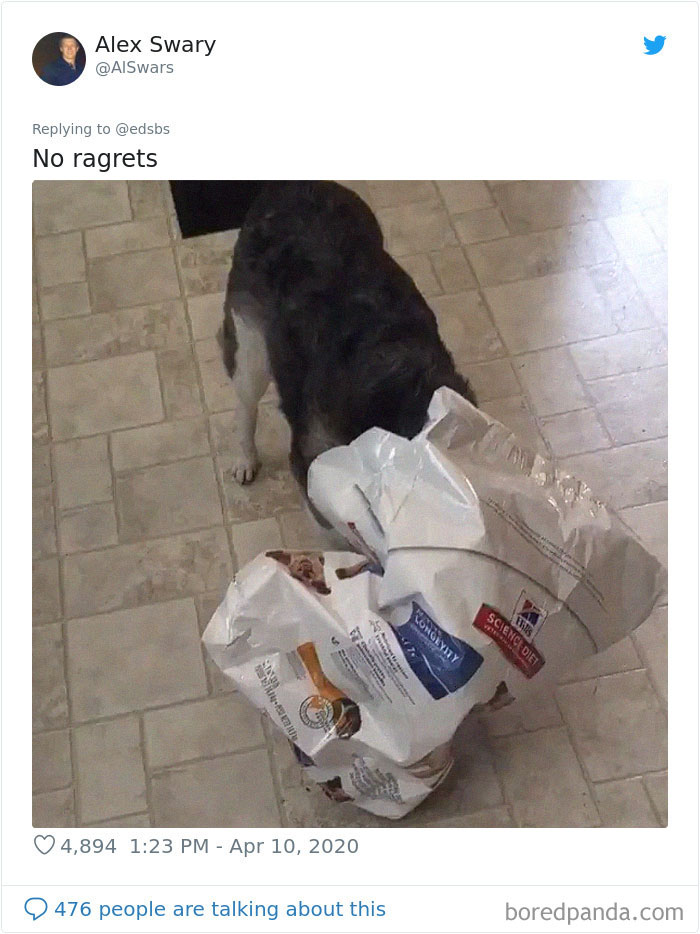 Dumbest-Dogs-Funny-Fails