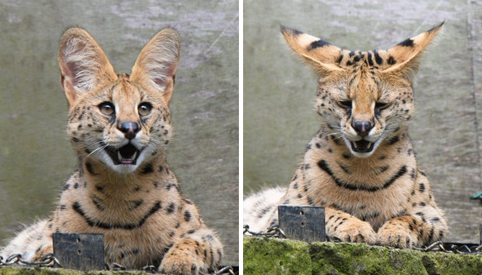 These 20 Animals Show How Exactly We Look Without Contact Lenses