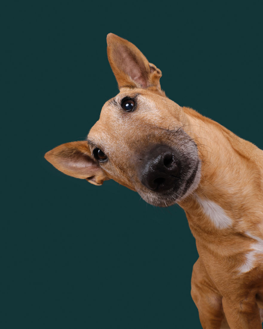 Püppi, The Miniature Bullterrier