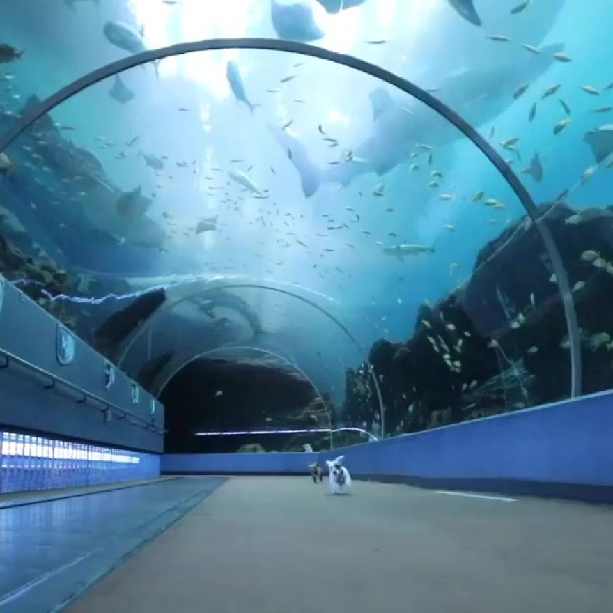 These Kittens And Pups Got To Explore A Giant Aquarium And It's Probably What We All Need In These Dark Times (32 Pics) These Kittens And Pups Got To Explore A Giant Aquarium And It's Probably What We All Need In These Dark Times (32 Pics)