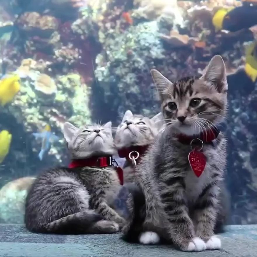 These Kittens And Pups Got To Explore A Giant Aquarium And It's Probably What We All Need In These Dark Times (32 Pics) These Kittens And Pups Got To Explore A Giant Aquarium And It's Probably What We All Need In These Dark Times (32 Pics)