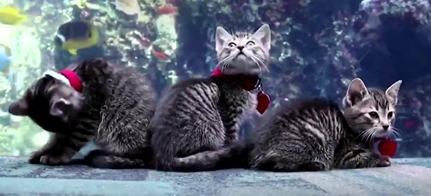 These Kittens And Pups Got To Explore A Giant Aquarium And It's Probably What We All Need In These Dark Times (32 Pics) These Kittens And Pups Got To Explore A Giant Aquarium And It's Probably What We All Need In These Dark Times (32 Pics)