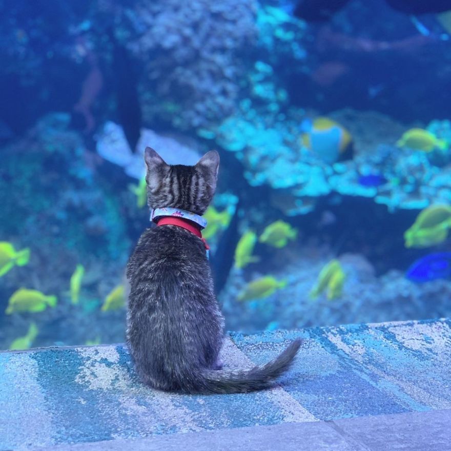These Kittens And Pups Got To Explore A Giant Aquarium And It's Probably What We All Need In These Dark Times (32 Pics) These Kittens And Pups Got To Explore A Giant Aquarium And It's Probably What We All Need In These Dark Times (32 Pics)