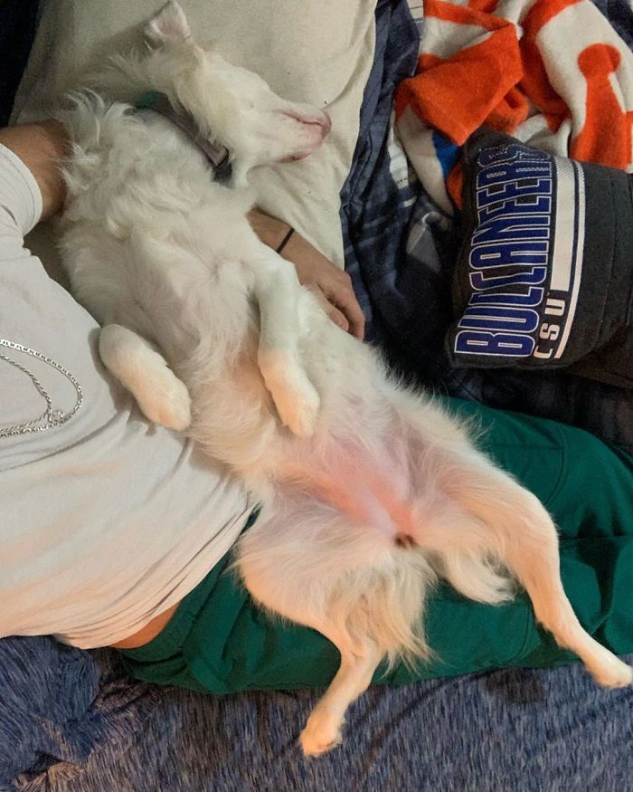 Guy Shows How He Wakes Up His Blind And Deaf Dog Without Scaring Her, Receives Almost 13 Million Likes Guy Shows How He Wakes Up His Blind And Deaf Dog Without Scaring Her, Receives Almost 13 Million Likes