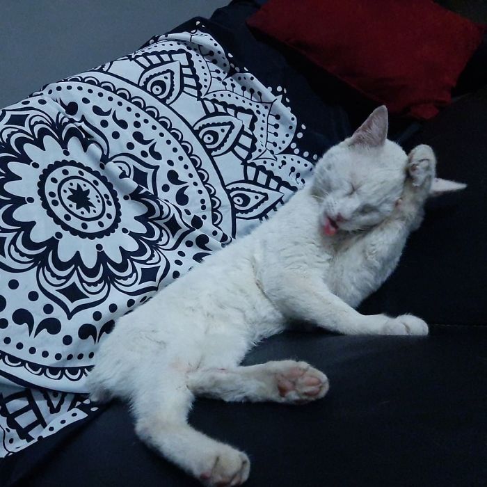 Clever Street Cat Leads A Woman To The Store And Asks Her To Buy Him Food, She Adopts Him Clever Street Cat Leads A Woman To The Store And Asks Her To Buy Him Food, She Adopts Him