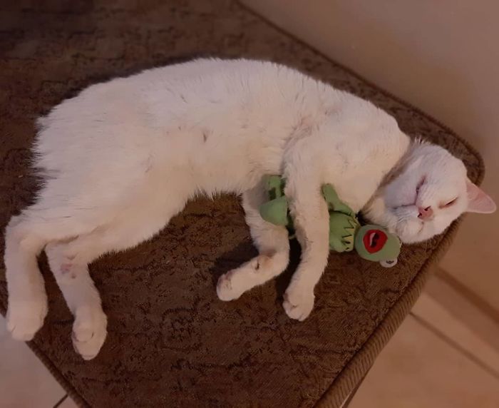 Clever Street Cat Leads A Woman To The Store And Asks Her To Buy Him Food, She Adopts Him Clever Street Cat Leads A Woman To The Store And Asks Her To Buy Him Food, She Adopts Him