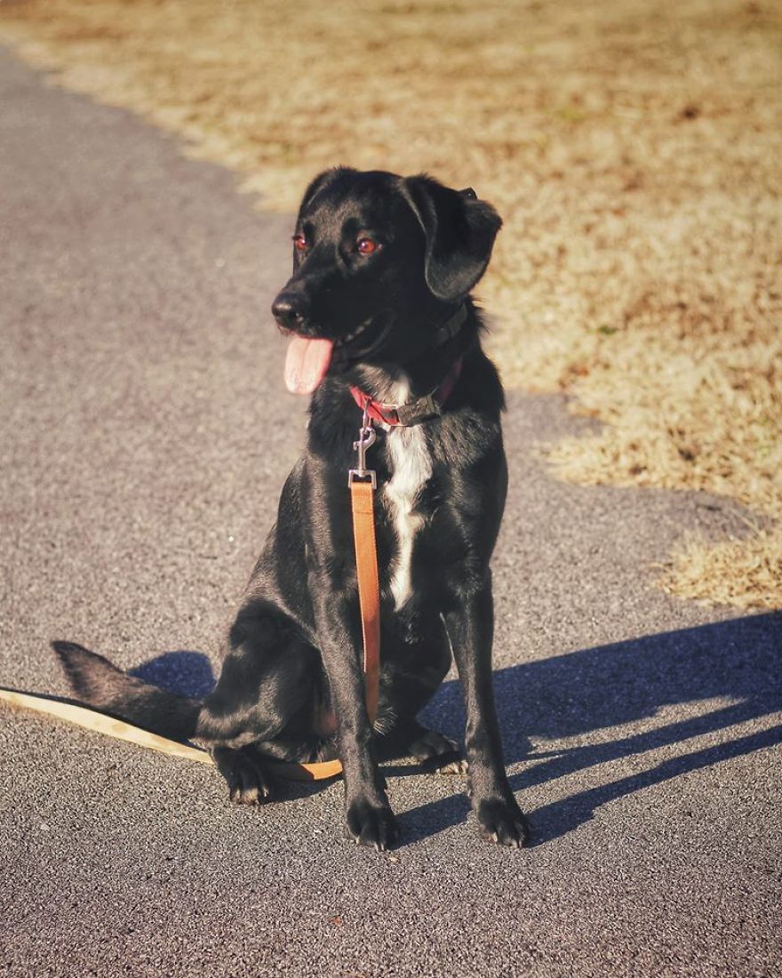 Photographer Transports Pets During Quarantine Using Photoshop