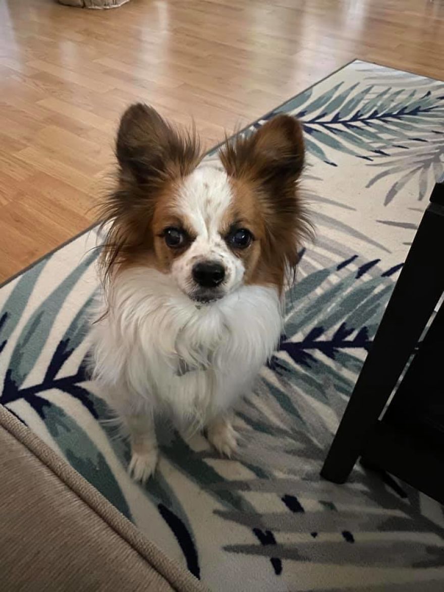 Photographer Transports Pets During Quarantine Using Photoshop