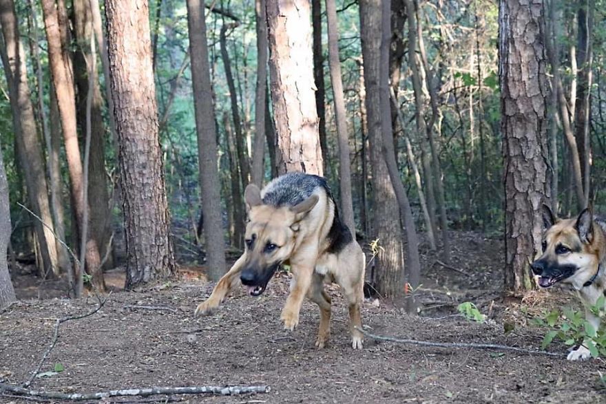 Photographer Transports Pets During Quarantine Using Photoshop