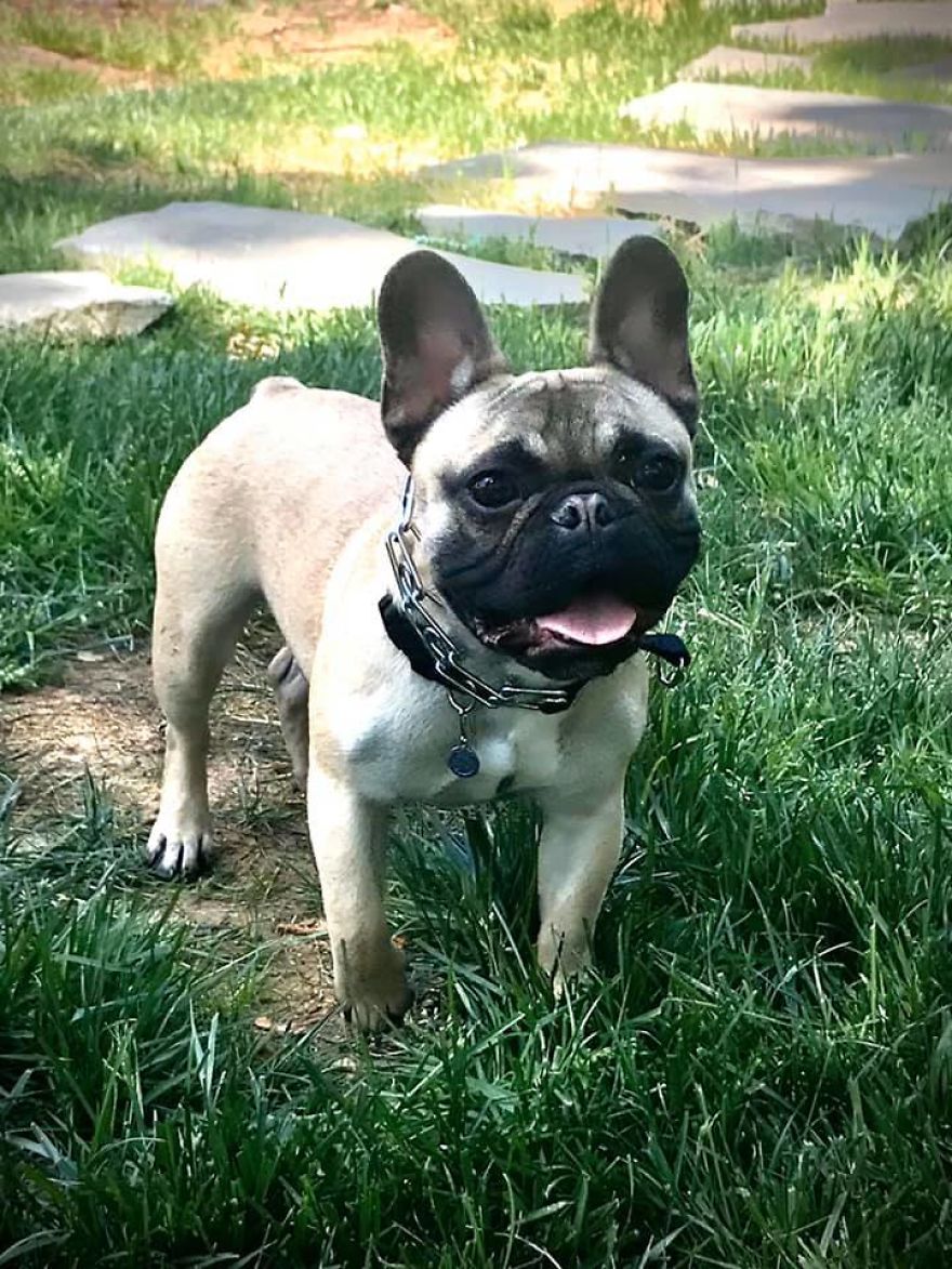 Photographer Transports Pets During Quarantine Using Photoshop