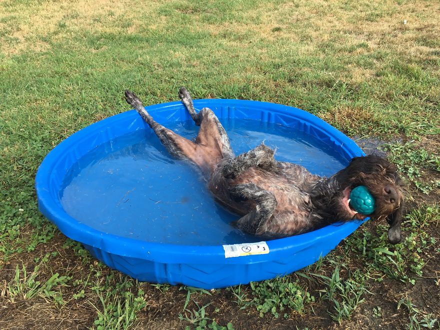 Photographer Transports Pets During Quarantine Using Photoshop