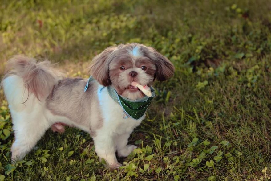 Photographer Transports Pets During Quarantine Using Photoshop
