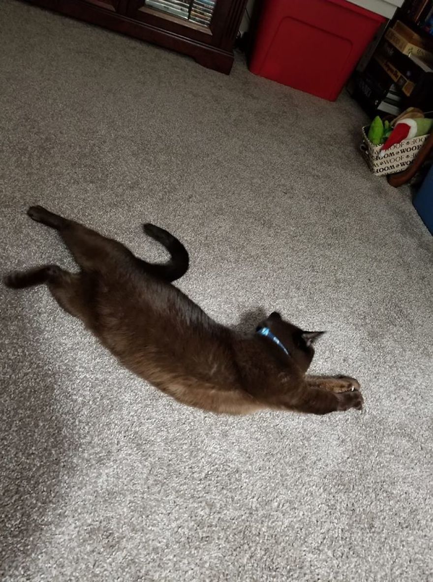 Photographer Transports Pets During Quarantine Using Photoshop