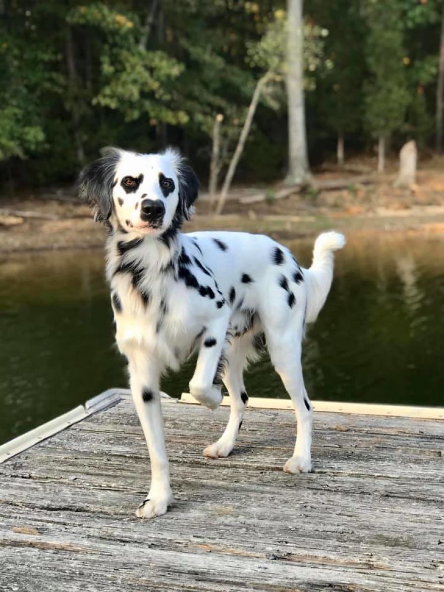 Photographer Transports Pets During Quarantine Using Photoshop