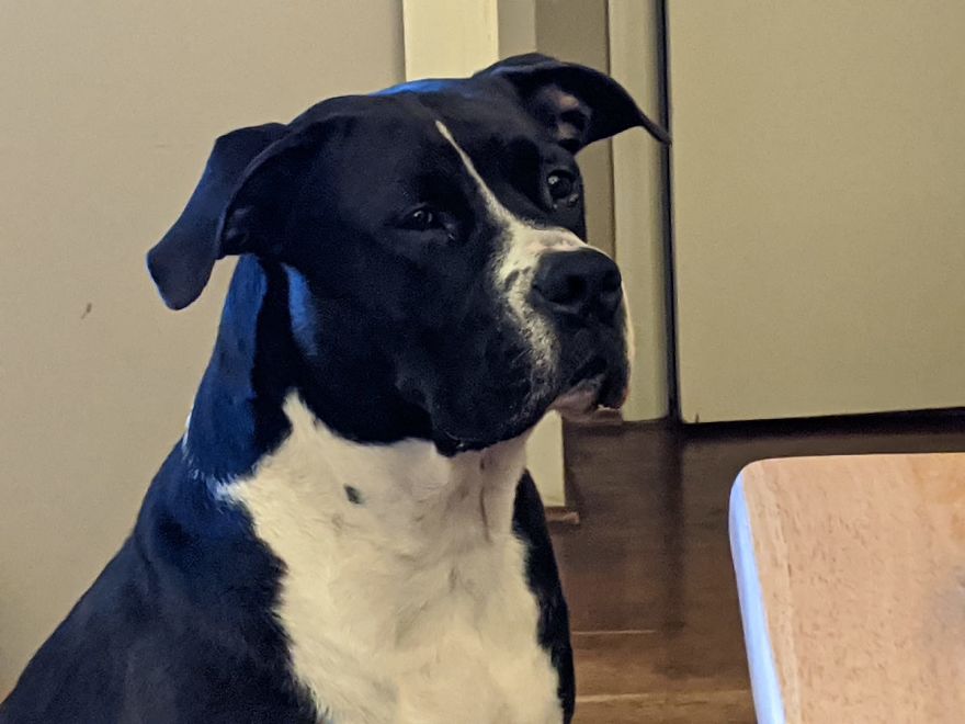 Photographer Transports Pets During Quarantine Using Photoshop