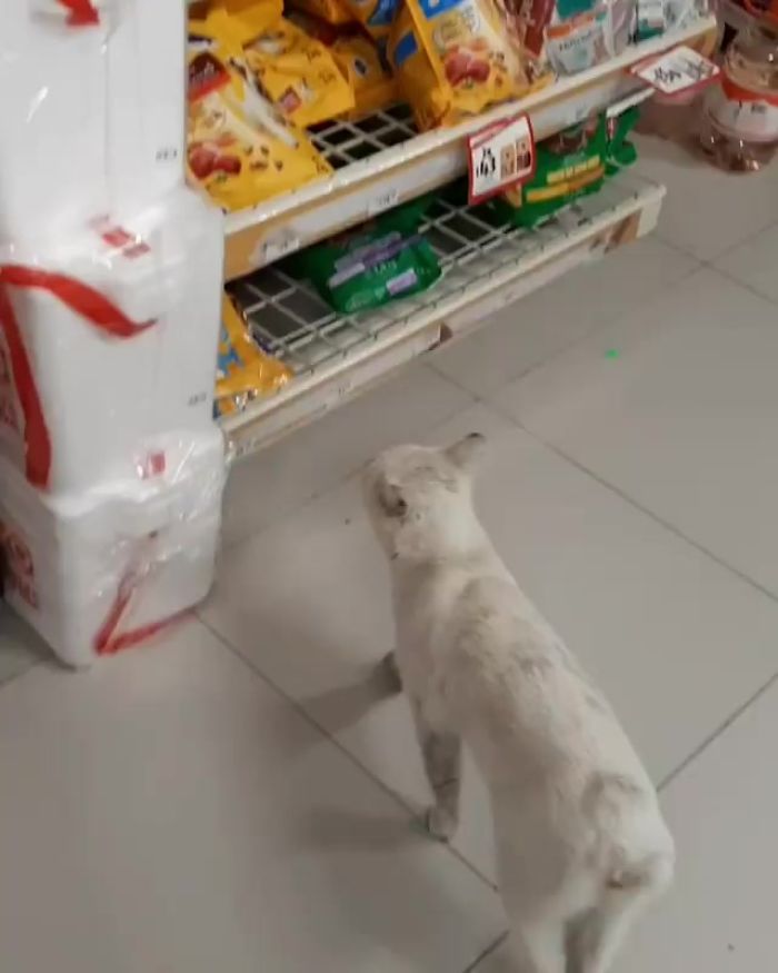 Clever Street Cat Leads A Woman To The Store And Asks Her To Buy Him Food, She Adopts Him Clever Street Cat Leads A Woman To The Store And Asks Her To Buy Him Food, She Adopts Him