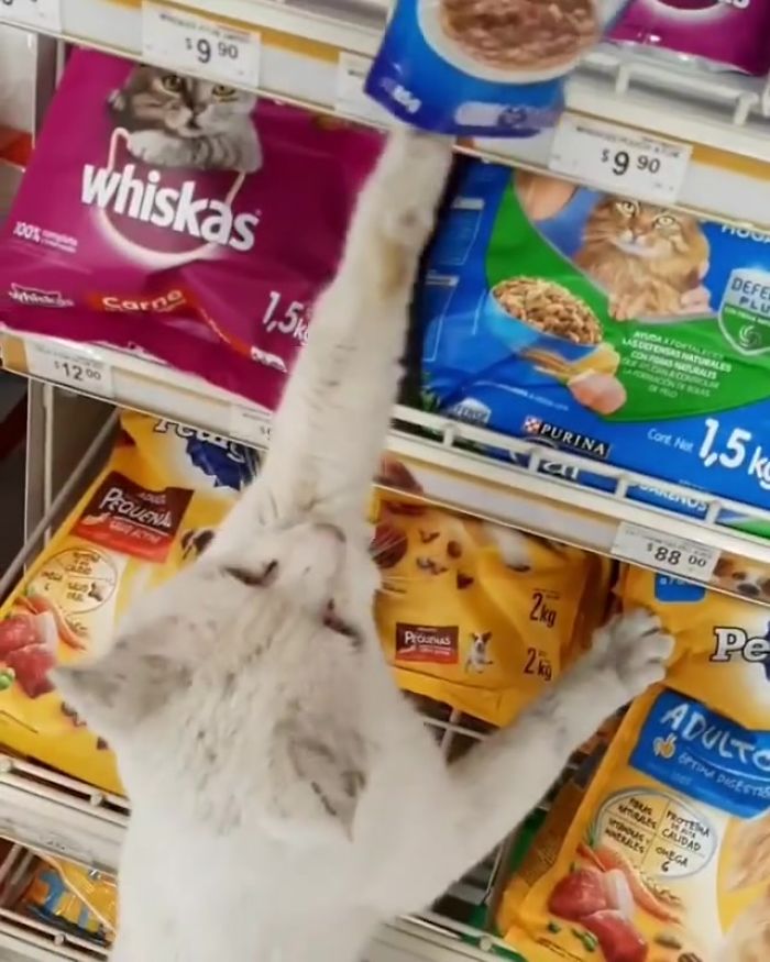 Clever Street Cat Leads A Woman To The Store And Asks Her To Buy Him Food, She Adopts Him Clever Street Cat Leads A Woman To The Store And Asks Her To Buy Him Food, She Adopts Him