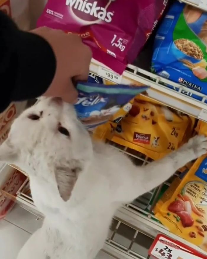 Clever Street Cat Leads A Woman To The Store And Asks Her To Buy Him Food, She Adopts Him Clever Street Cat Leads A Woman To The Store And Asks Her To Buy Him Food, She Adopts Him