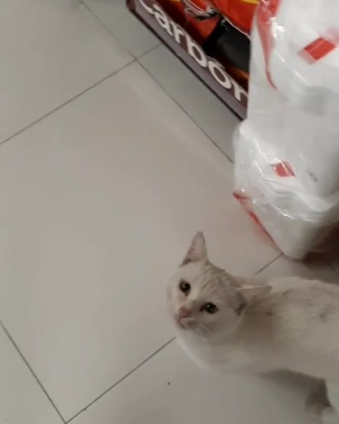 Clever Street Cat Leads A Woman To The Store And Asks Her To Buy Him Food, She Adopts Him Clever Street Cat Leads A Woman To The Store And Asks Her To Buy Him Food, She Adopts Him