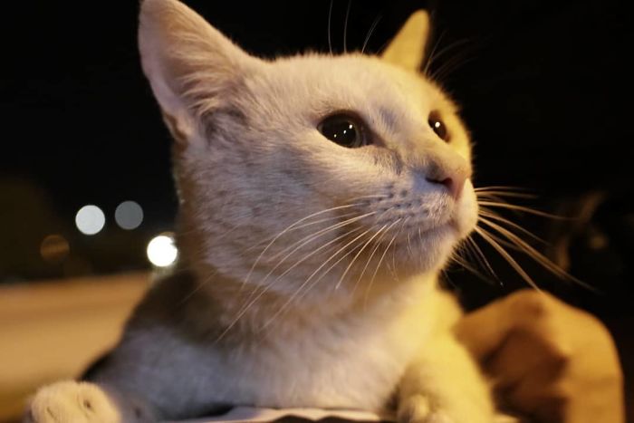 Clever Street Cat Leads A Woman To The Store And Asks Her To Buy Him Food, She Adopts Him Clever Street Cat Leads A Woman To The Store And Asks Her To Buy Him Food, She Adopts Him