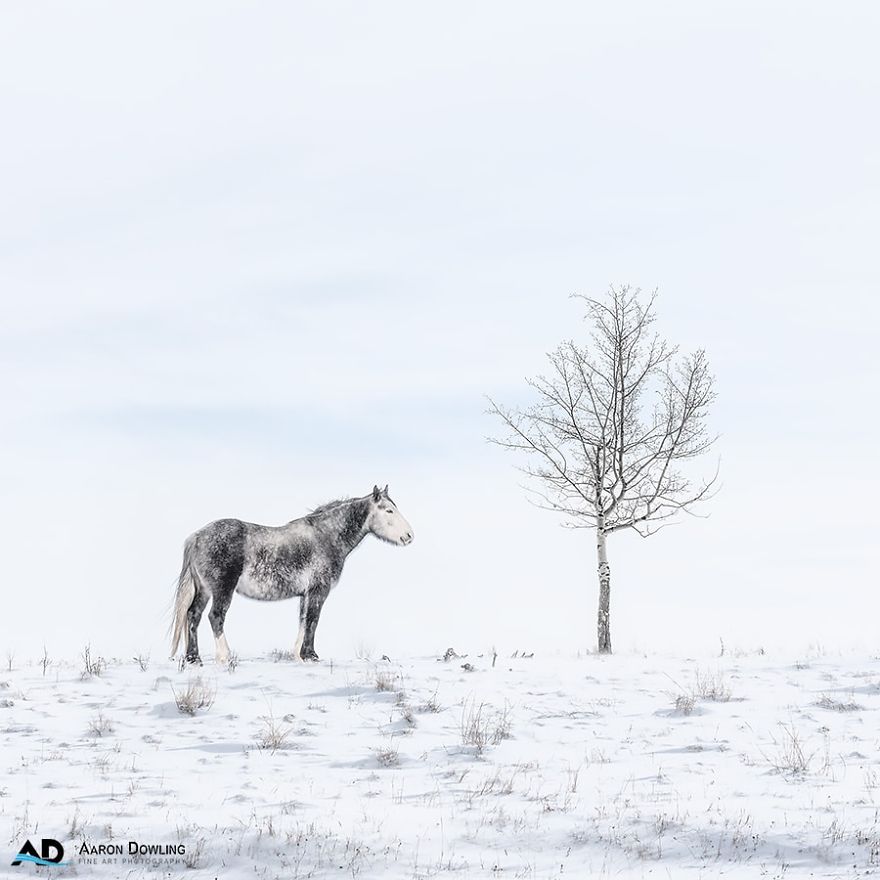 Isolation In Nature (Reflecting Our Lives Today)