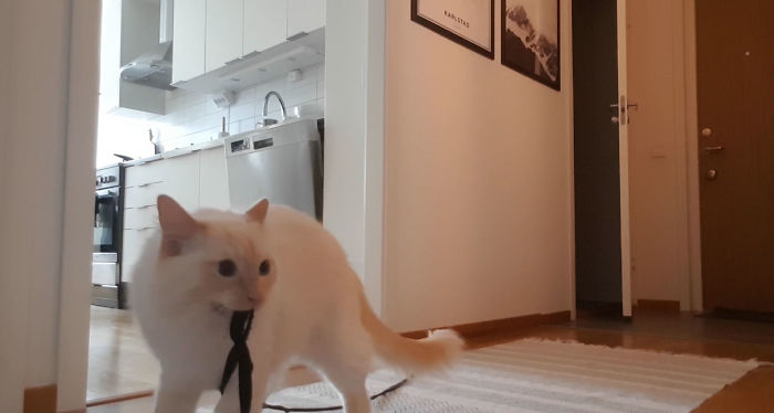 &ldquo;Left My Cat Alone With A Camera For 30 Minutes And Now I Can Never Leave Again&rdquo;