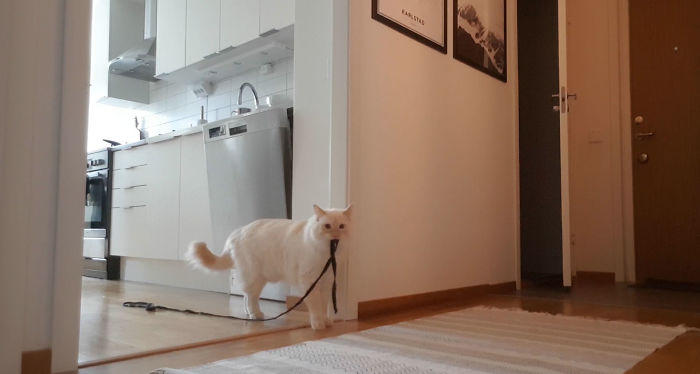 &ldquo;Left My Cat Alone With A Camera For 30 Minutes And Now I Can Never Leave Again&rdquo;