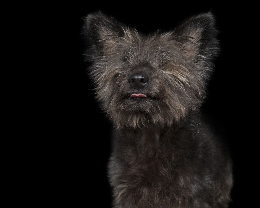 Clarey, Who Was Adopted From Safe Perth - It Was Then Discovered She Didn't Have Any Eyes