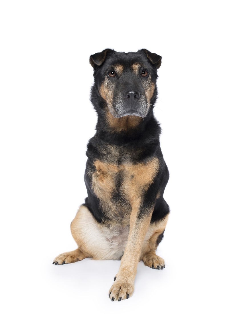 Jaffa Was Adopted From The Dogs' Refuge Home Of Wa And Later Had Her Leg Removed After Being Accidentally Hit By A Car