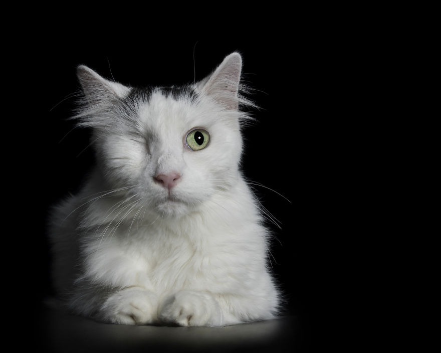 Julius Was Taken In As A Stray And Had His Eye Removed When He Developed A Cancerous Tumor