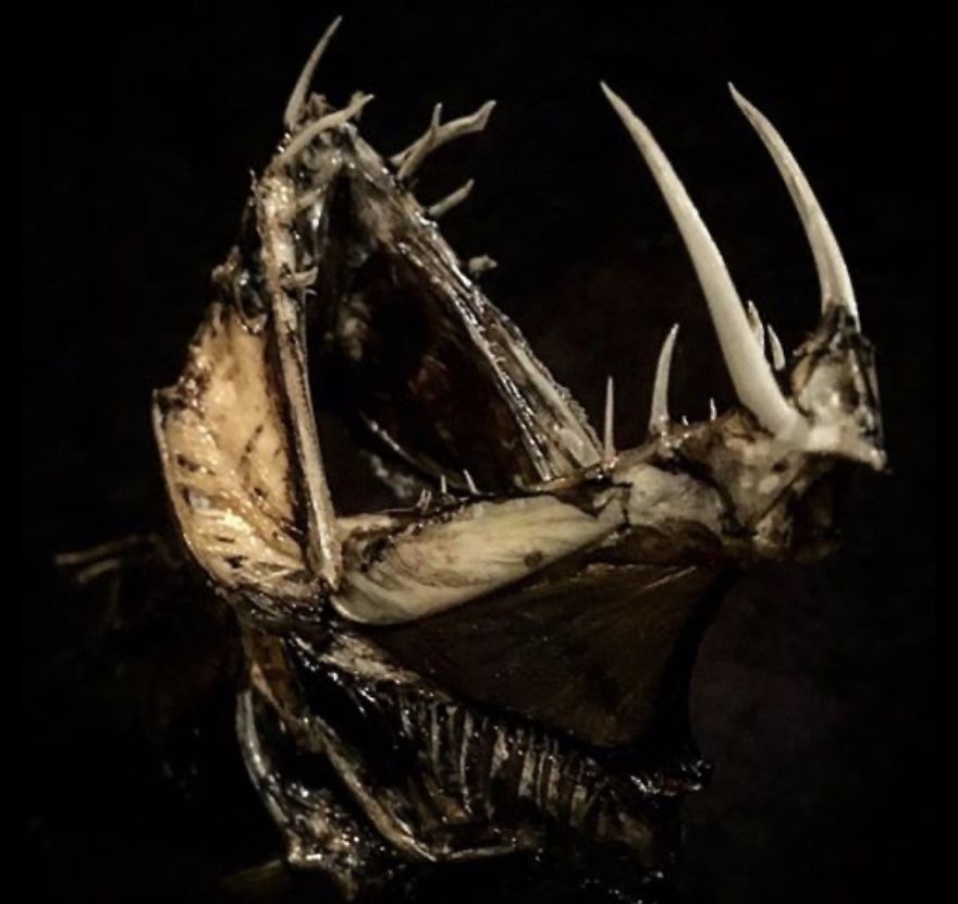 I Taxidermy Deep Sea Fish For Museums I Taxidermy Deep Sea Fish For Museums