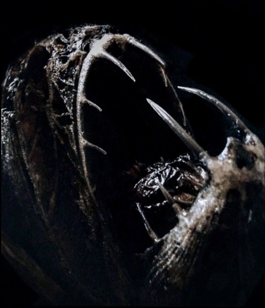 I Taxidermy Deep Sea Fish For Museums I Taxidermy Deep Sea Fish For Museums