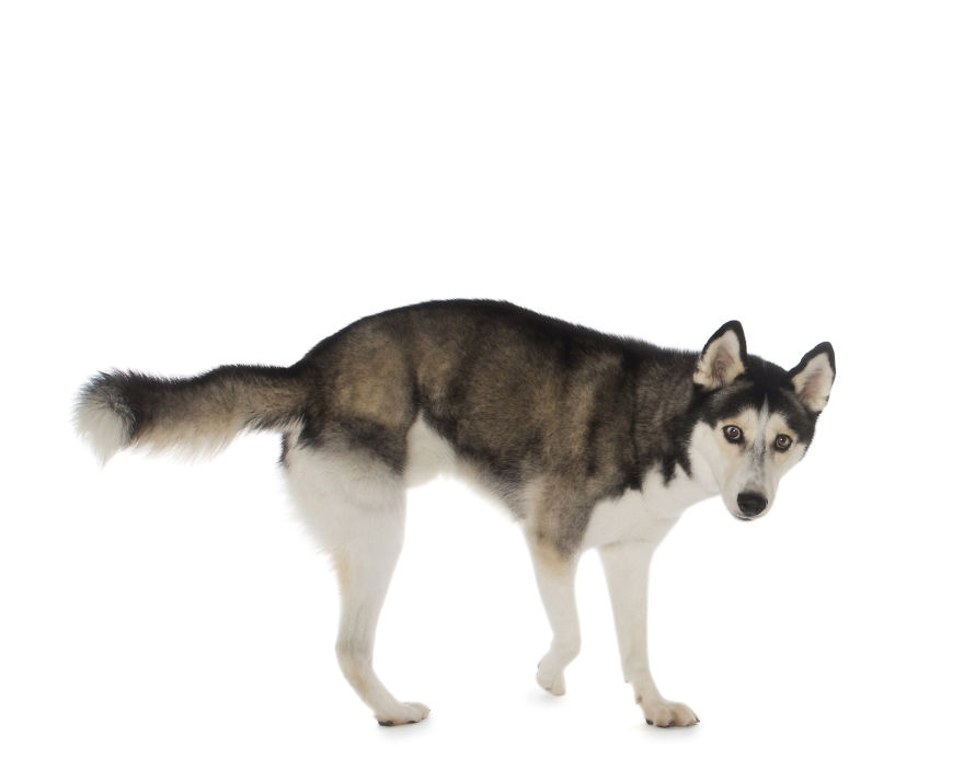 Tiki Was Rescued From A Backyard Breeder. He Had A Badly Broken Leg, Which Was Later Amputated