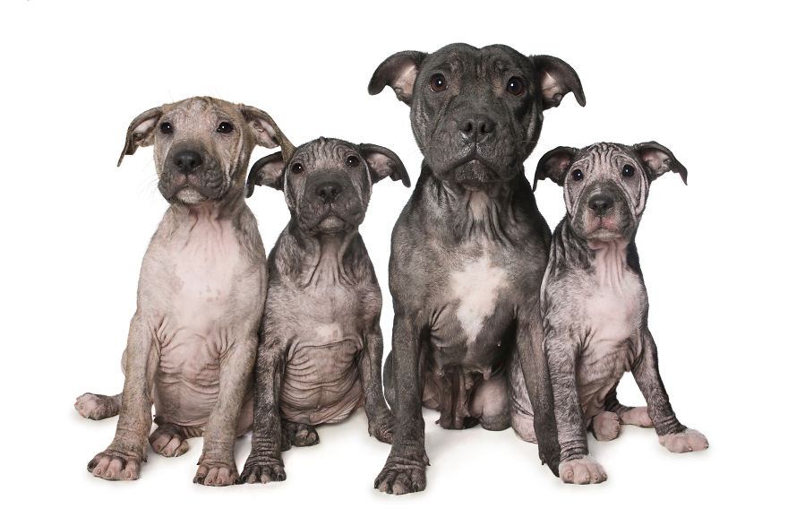 Penny And Her Puppies Were Taken In By The Rspca Wa. They Had Mange At The Time, But Their Fur Soon Grew Back As Good As New