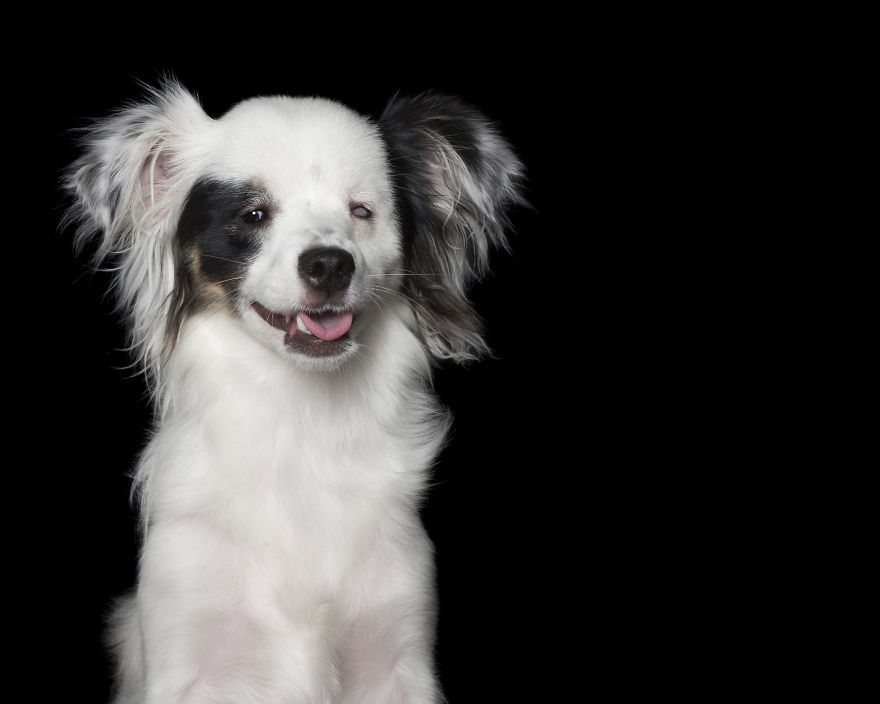 Angel Was Adopted Through Perth Chihuahua Rescue. She Is Blind In One Eye