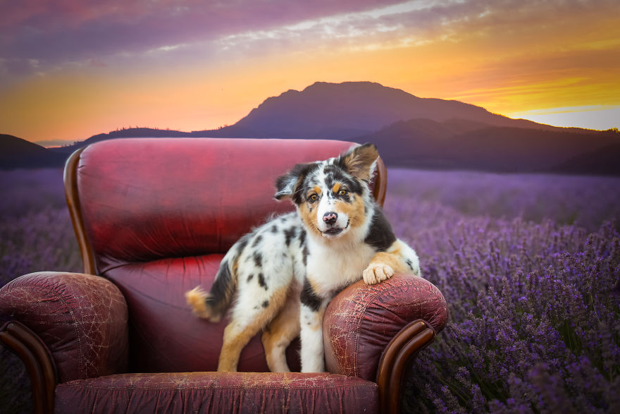 Animal-Dog-Photography-Bridestowe-Lavender-Estate-Tasmania-Deb-Sulzberger