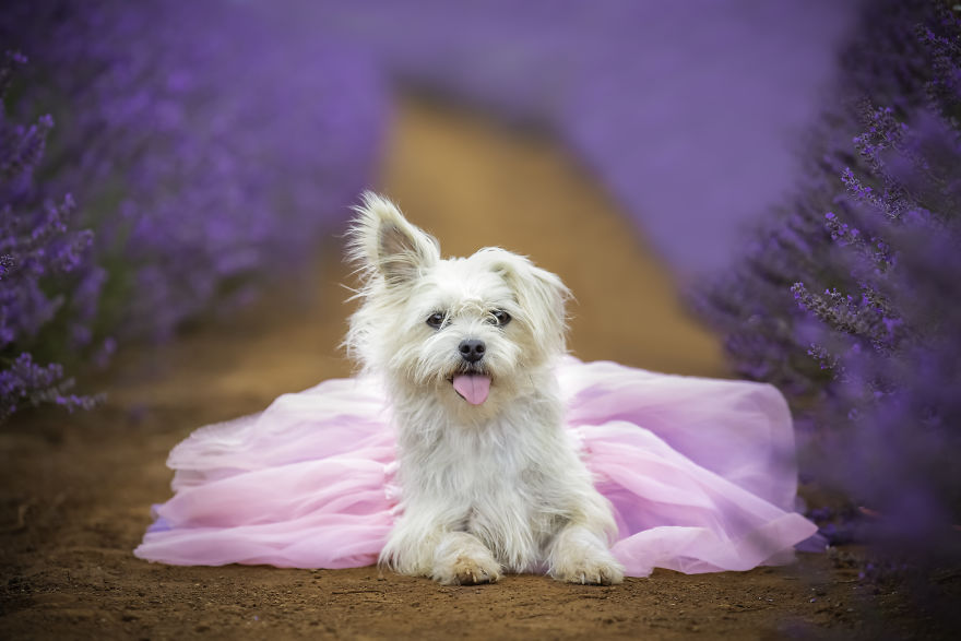 Animal-Dog-Photography-Bridestowe-Lavender-Estate-Tasmania-Deb-Sulzberger