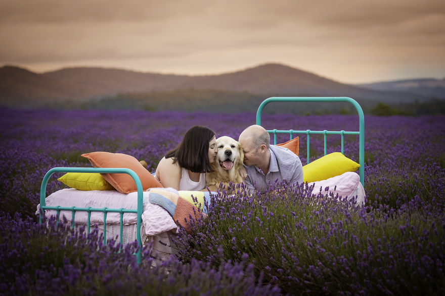 Animal-Dog-Photography-Bridestowe-Lavender-Estate-Tasmania-Deb-Sulzberger