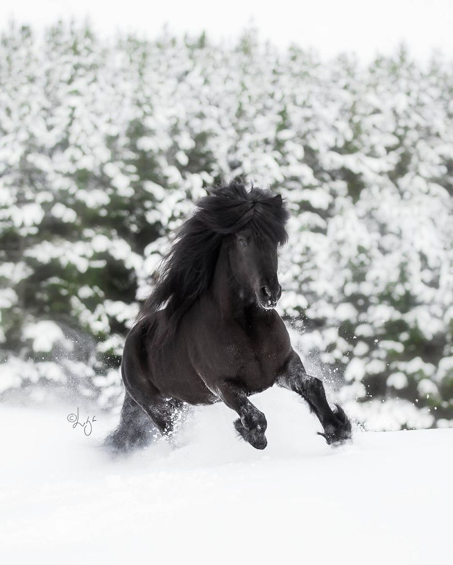 I Photograph Horses In The Breathtaking Icelandic Landscape