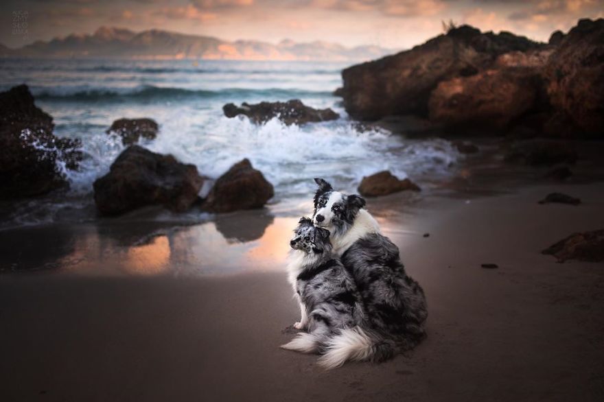 I Came Back With More Heartwarming Dog Portraits That Will Make You Smile