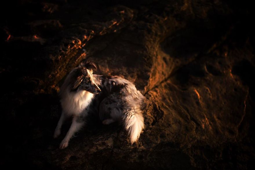 I Came Back With More Heartwarming Dog Portraits That Will Make You Smile